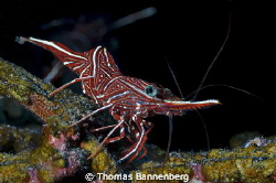 hingebeak prawn

NIKON D7000 in a Seacam "Prelude" uw h... by Thomas Bannenberg 